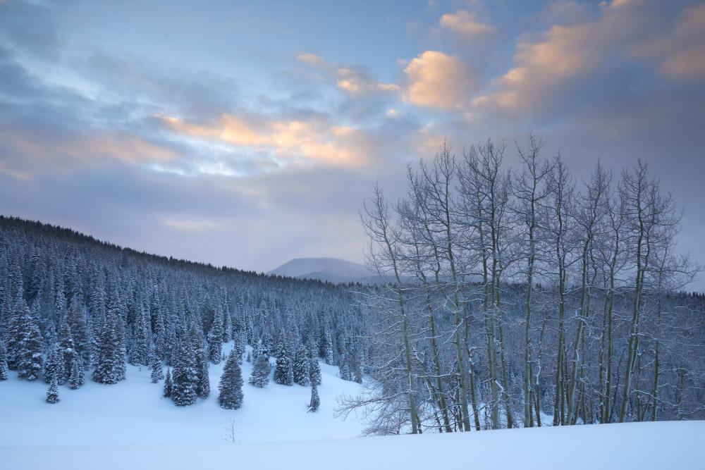 Snowy wooded landscape in White River National Forest, Colorado