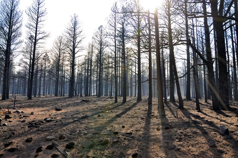The Coconino National Forest (Arizona) in the aftermath of a fire. 