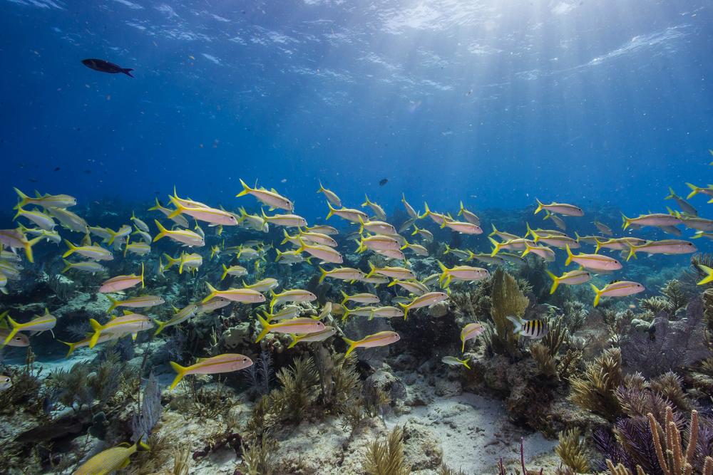 fish and coral reef underwater