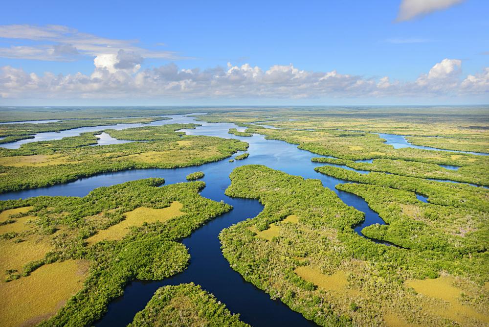 As one of the largest parks in the country, the Everglades are a unique tropical wetland. 