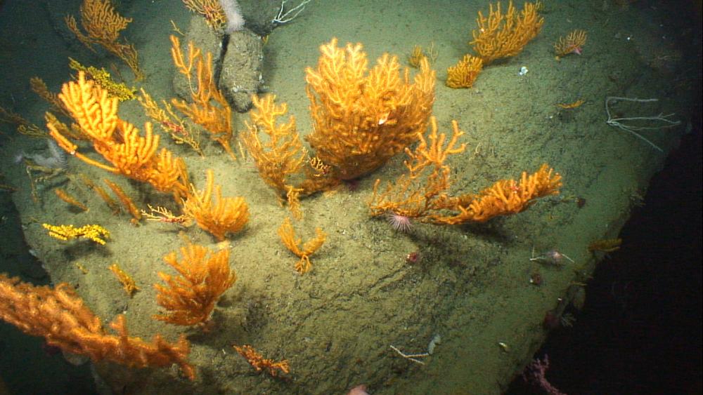 Orange deep-sea corals in Oceanographer Canyon within the Northeast Canyons and Seamounts Marine National Monument off the coast of New England
