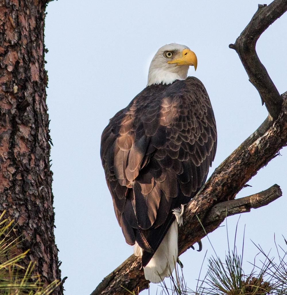 Bald Eagle perched in tree, MT