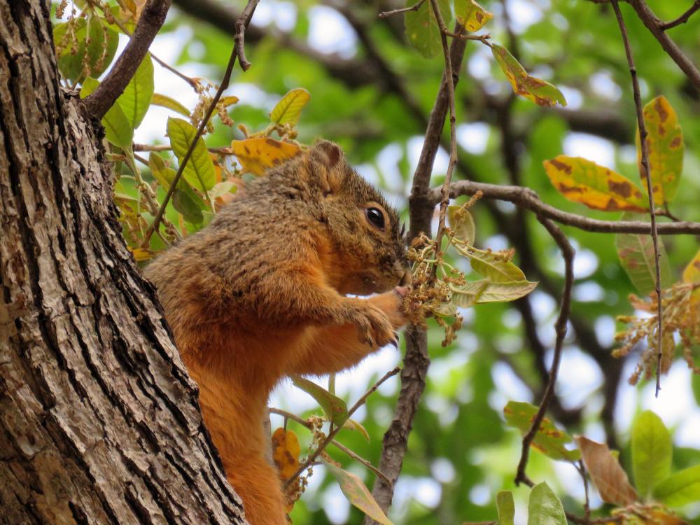 Reddish-furred squirrel leaning toward thin branch from the trunk of a leafy tree