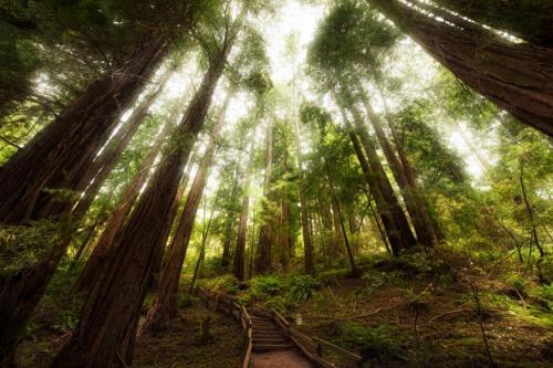 Muir Woods National Monument (California)