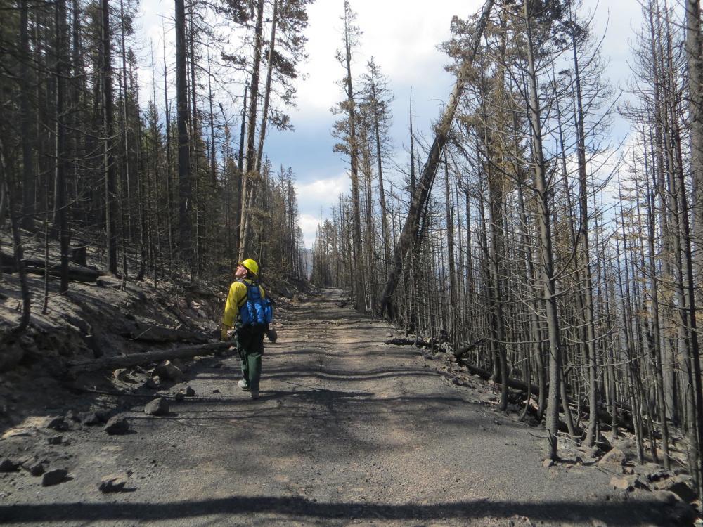 Man with yellow hardhat walking down path between rows of burnt trees