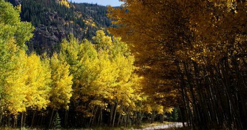 Roosevelt National Forest