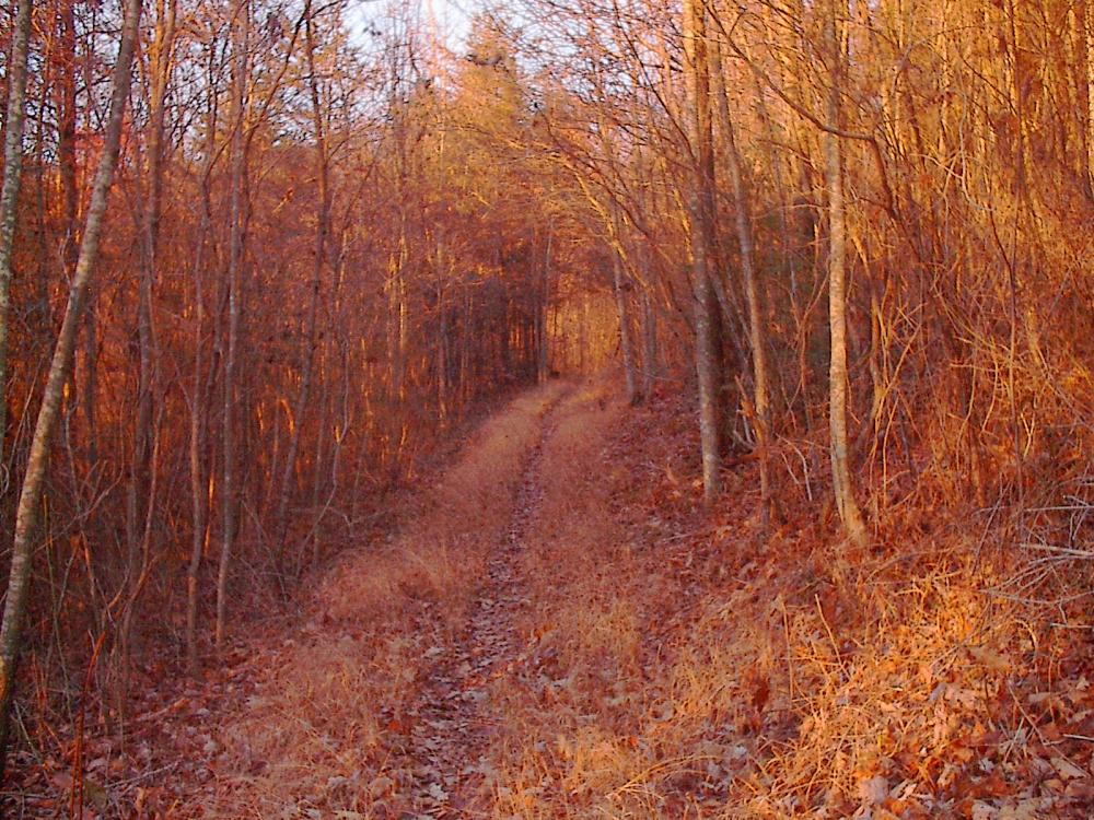 Trail in the Big Frog Wilderness, Tennessee