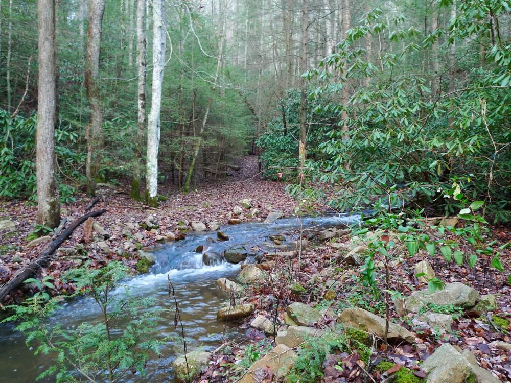 Forest and creek in the Sampson Mountain Wilderness, Tennessee