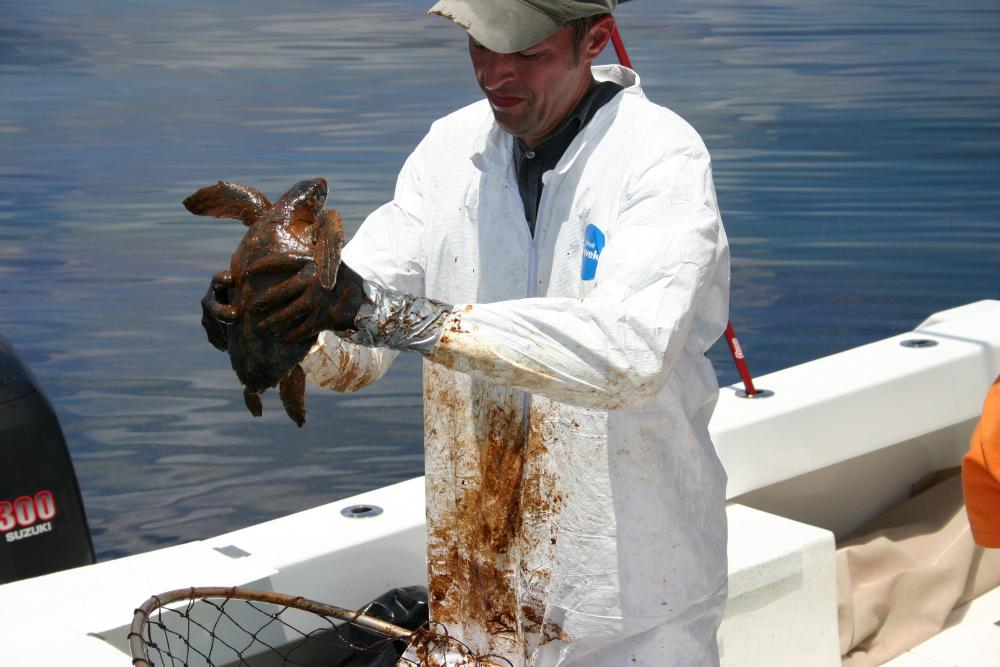 Dr. Brian Stacy, NOAA veterinarian, prepares to clean an oiled Kemp's Ridley turtle.