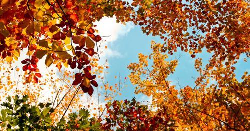 Fall Trees in Pisgah National Forest, North Carolina