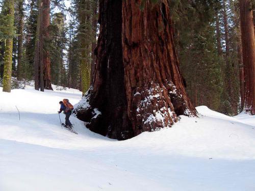 A Snowshoer enjoys winter recreation in Mariposa Grove, Yosemite National Park.