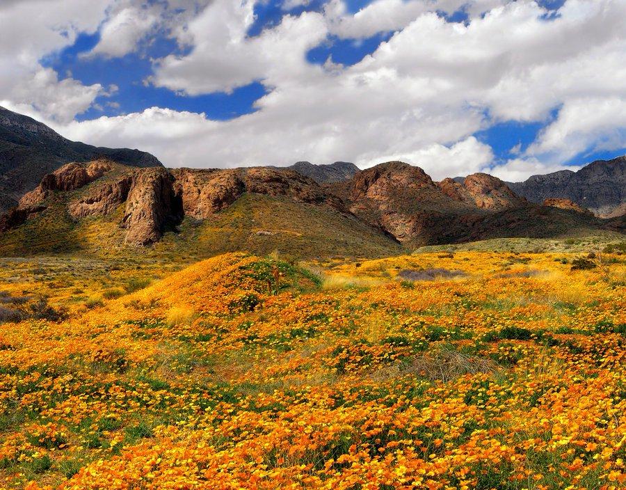 Poppy fields in Castner Range near El Paso Texas