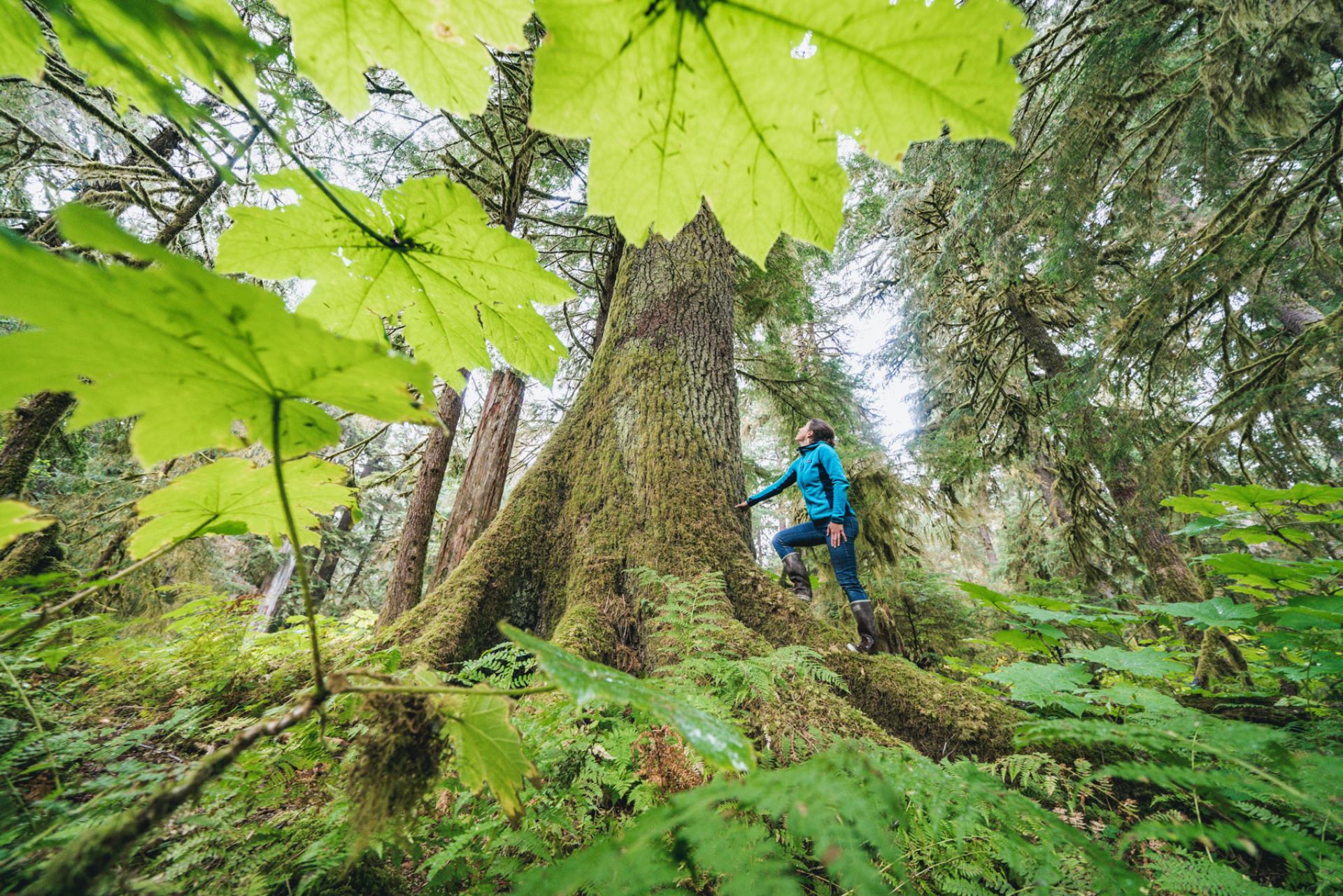 Conservation: Tongass National Forest | The Wilderness Society