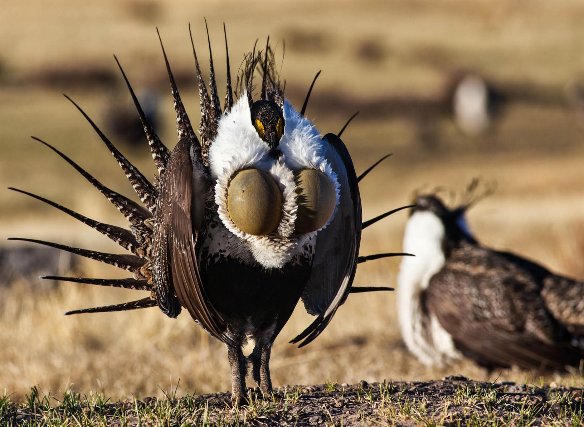 Conservation: Greater Sage-grouse Habitat | The Wilderness Society