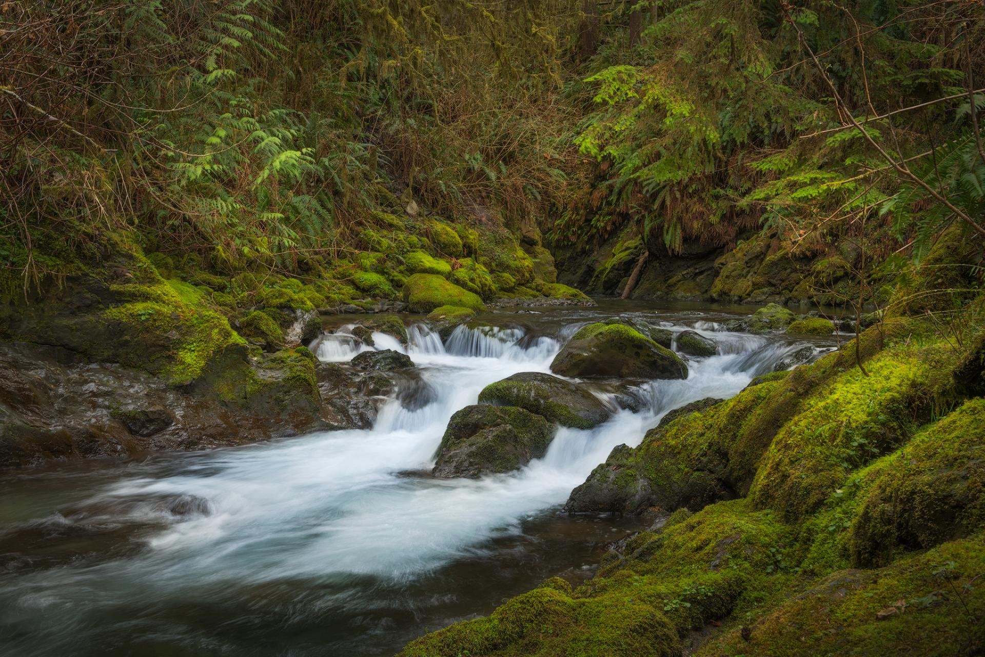 Sustainability Washington S Forests The Wilderness Society   WA Olympic NF MasonCummings 180321 183 