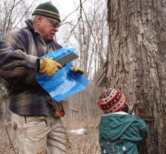 A man shows his grandchild, how to set the tap and bag for maple syrup. 