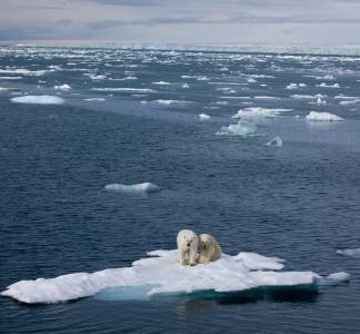 Polar bears in the Arctic Ocean