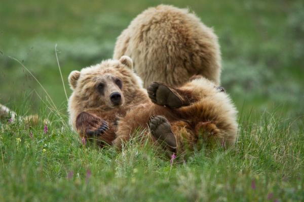 Brown bear on it's side in Denali National Park and Preserve, AK