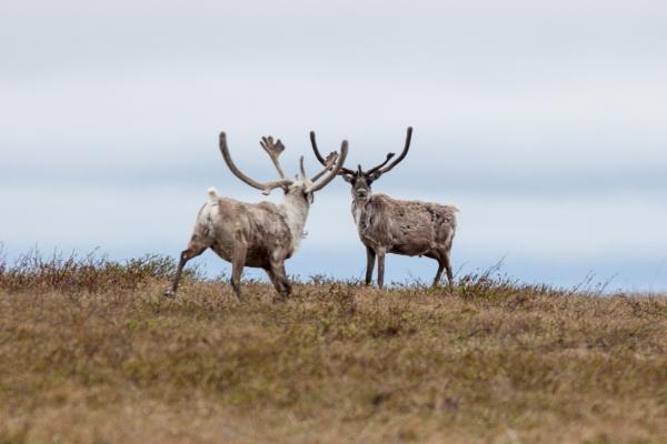 Two caribou in National Petroleum Reserve, AK