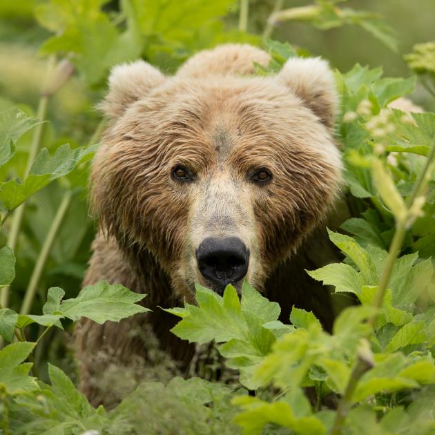 Brown bear stares toward viewer while crouching amid green plants