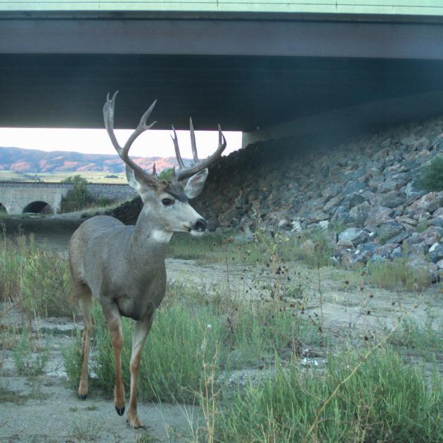 Mule deer emerging from highway underpass with grass around it
